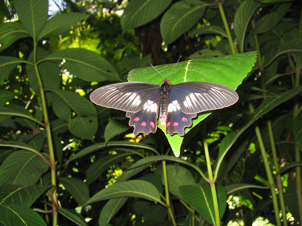 CairnsTC054 Jardin Botanique 054.jpg
